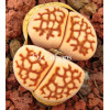 Red Reticulata - Plant